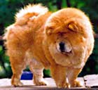 Chow Chow